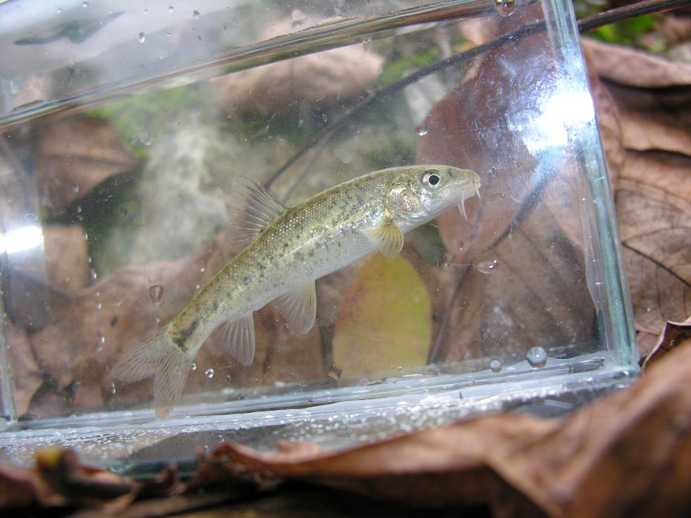 Barbo etrusco